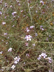 Erucaria hispanica
