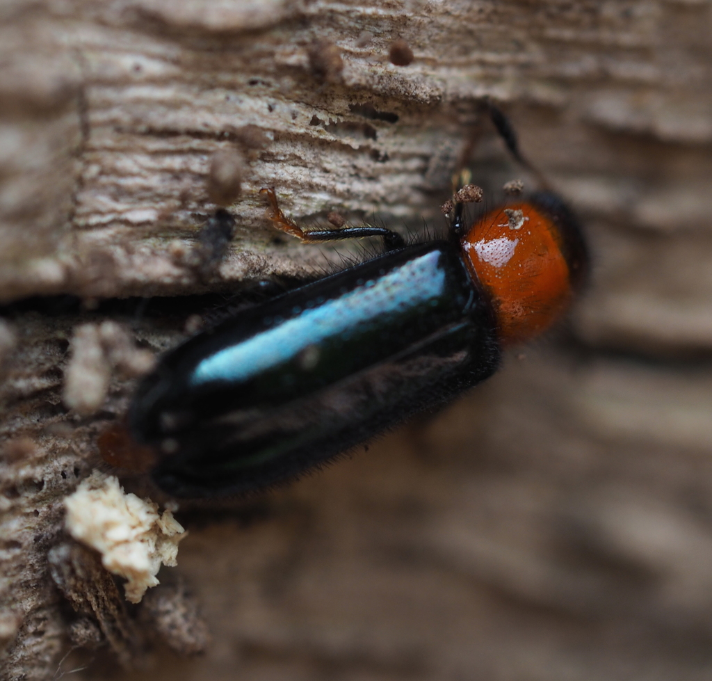 Dermestoides sanguinicollis