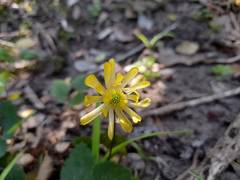 Knowltonia vesicatoria