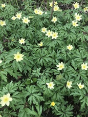 Anemonoides × lipsiensis