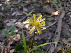 Knowltonia vesicatoria