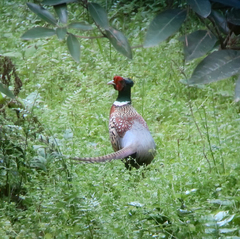 Phasianus colchicus