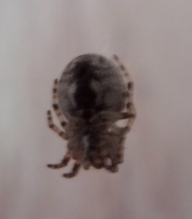 Larinioides ixobolus
