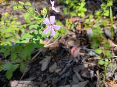 Jamesbrittenia phlogiflora