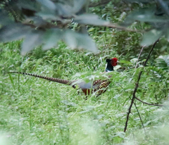 Phasianus colchicus