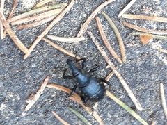 Liparus glabrirostris