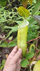 Nepenthes sanguinea