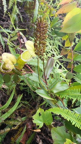 Image of Nepenthes sanguinea by (c) Cheongweei Gan, some rights reserved (CC BY)