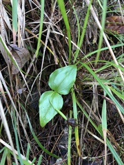 Cypripedium debile