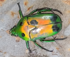 Heterorrhina sexmaculata