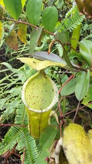 Nepenthes sanguinea