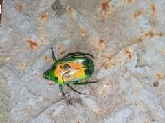 Heterorrhina sexmaculata