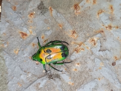 Heterorrhina sexmaculata