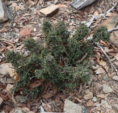 Pseudanthus orbicularis