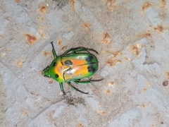 Heterorrhina sexmaculata