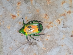 Heterorrhina sexmaculata