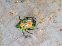 Heterorrhina sexmaculata