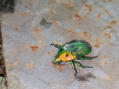 Heterorrhina sexmaculata