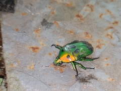 Heterorrhina sexmaculata