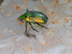 Heterorrhina sexmaculata