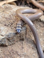 Delma torquata