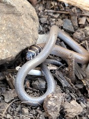 Delma torquata