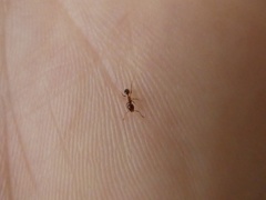 Myrmicinae