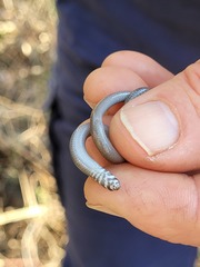 Delma torquata