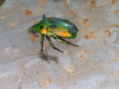 Heterorrhina sexmaculata