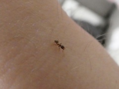 Myrmicinae