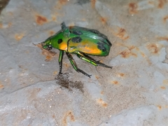 Heterorrhina sexmaculata