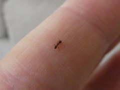 Myrmicinae