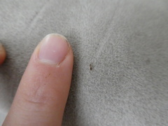 Myrmicinae