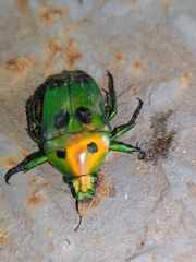 Heterorrhina sexmaculata