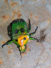 Heterorrhina sexmaculata