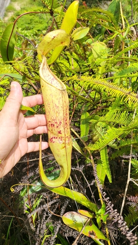 Image of Nepenthes sanguinea by (c) Cheongweei Gan, some rights reserved (CC BY)