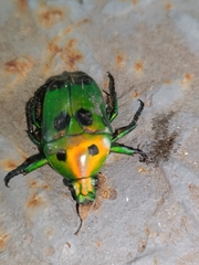 Heterorrhina sexmaculata