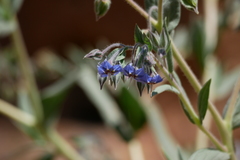 Trichodesma zeylanicum