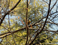 Picumnus innominatus