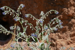 Trichodesma zeylanicum