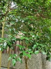 Syzygium formosanum
