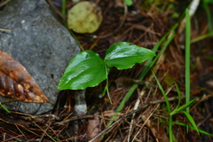 Cypripedium debile