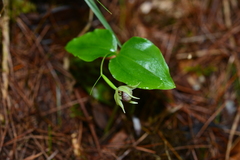 Cypripedium debile