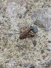 Cylindera psilica