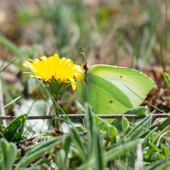 Gonepteryx cleopatra
