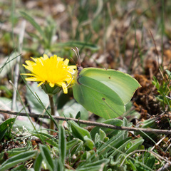Gonepteryx cleopatra