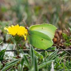 Gonepteryx cleopatra