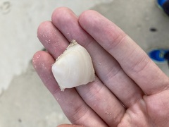 Austromactra rufescens