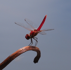 Urothemis aliena