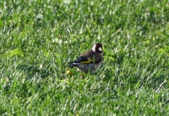 Carduelis carduelis